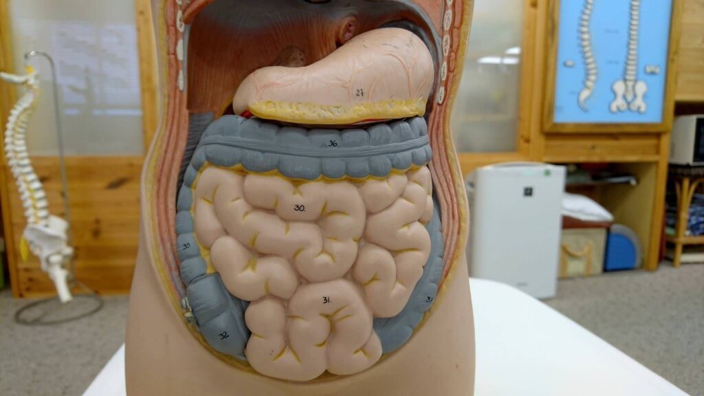 胃と腸の内臓模型